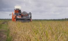 Indonesia Cetak Rekor Produksi di Tengah Harga Beras Dunia Anjlok: Thailand, Vietnam, dan Kamboja Ketar-ketir