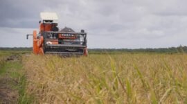 Harga beras dunia anjlok tajam ke titik terendah dalam beberapa tahun terakhir. (Dok. Kementan)
