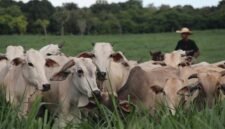 Kementan targetkan 2 juta ekor sapi untuk perkuat produksi nasional lewat skema investasi swasta berbasis kemitraan koperasi dan peternak. (Dok. Kementan)


