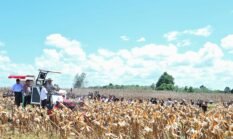 Surplus Jagung Nasional 2025 Tembus 8 Juta Ton, Indonesia Siap Ekspor