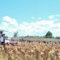 MENTERI Pertanian (Mentan) Andi Amran Sulaiman menegaskan produksi jagung nasional sepanjang semester pertama 2025 surplus. (Dok. Kementan)